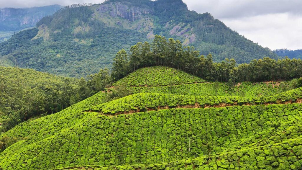 DEVIKULLAM HILLS